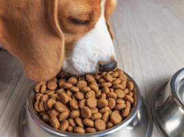 Jaki skład powinna mieć dobra karma dla psów?
