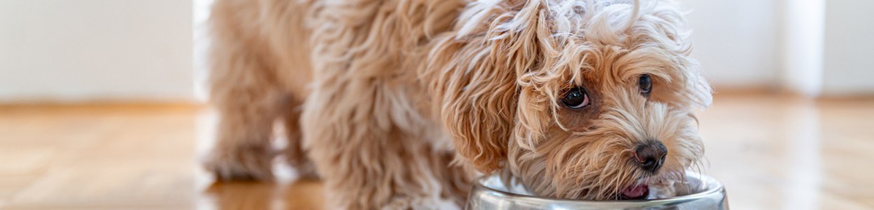 Dlaczego karma dla psów nie powinna zawierać zboża?
